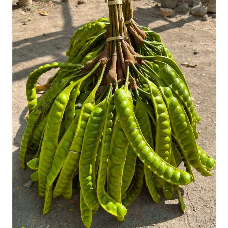 

PETE PENDEK TUA per 10 papan/lonjor