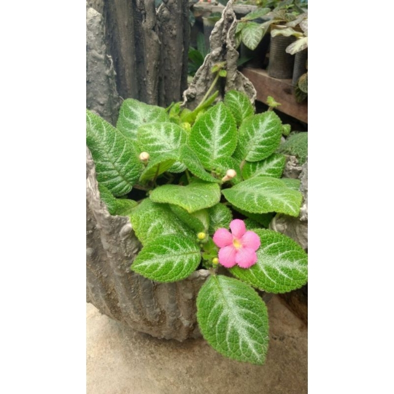 promo tanaman hias episcia hijau - episcia hijau