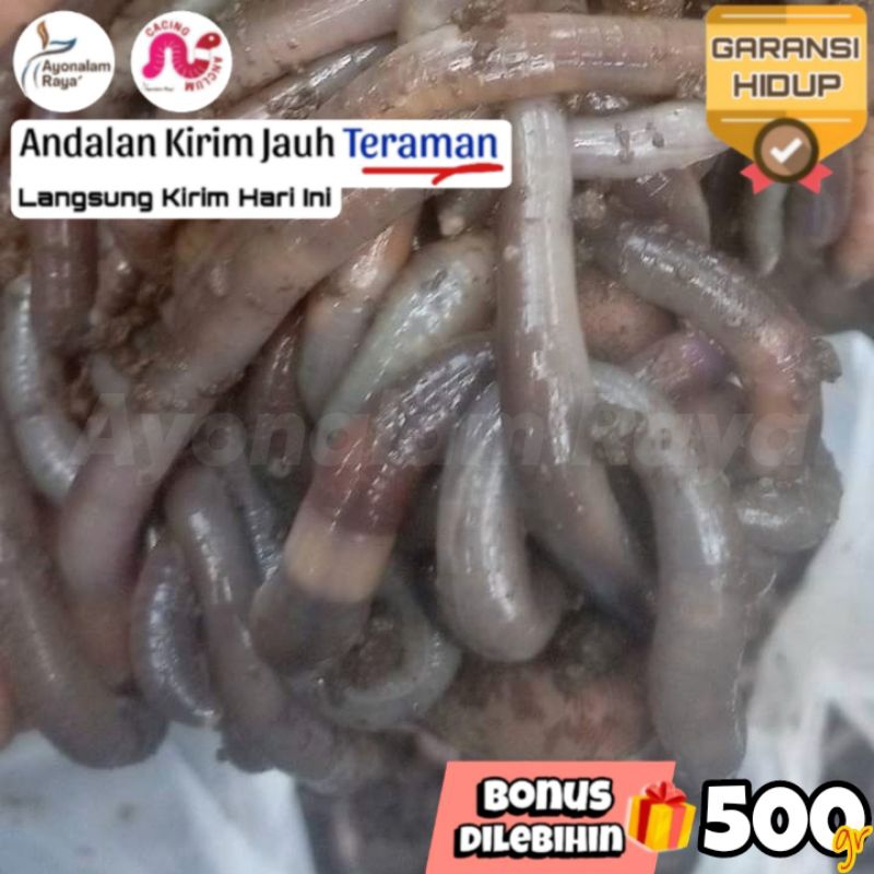 Cacing Kalung Kebo Buat Bawal Umpan Pancing Cacing Tanah