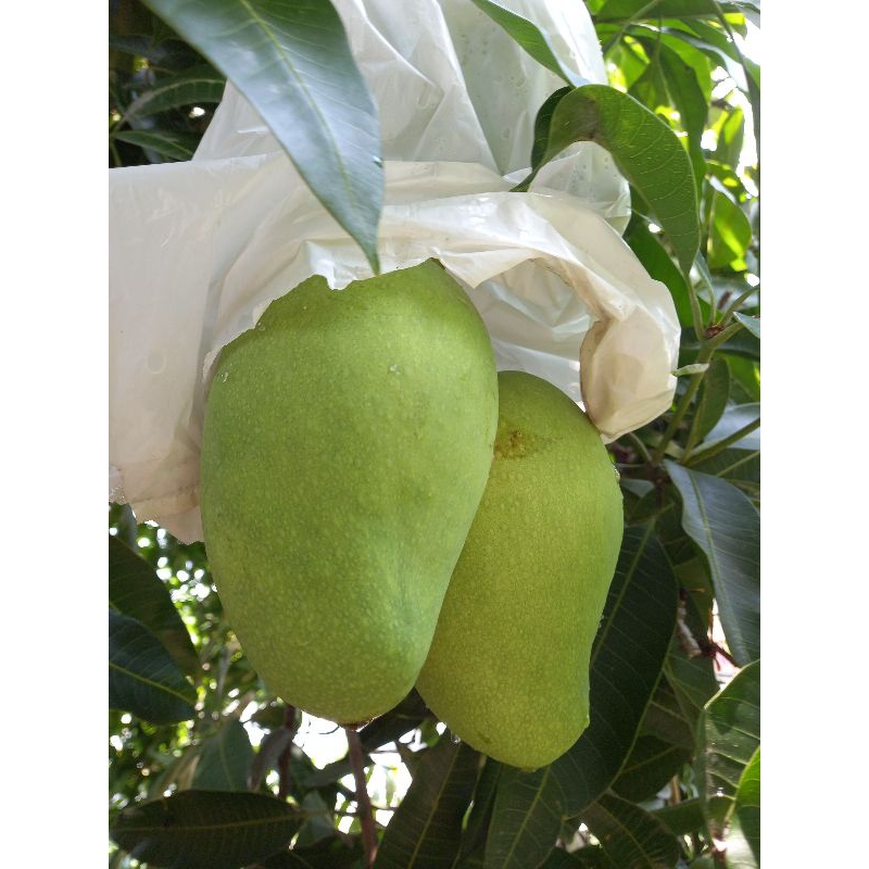 

Mangga Harum manis/Gadung Matang 1 kg