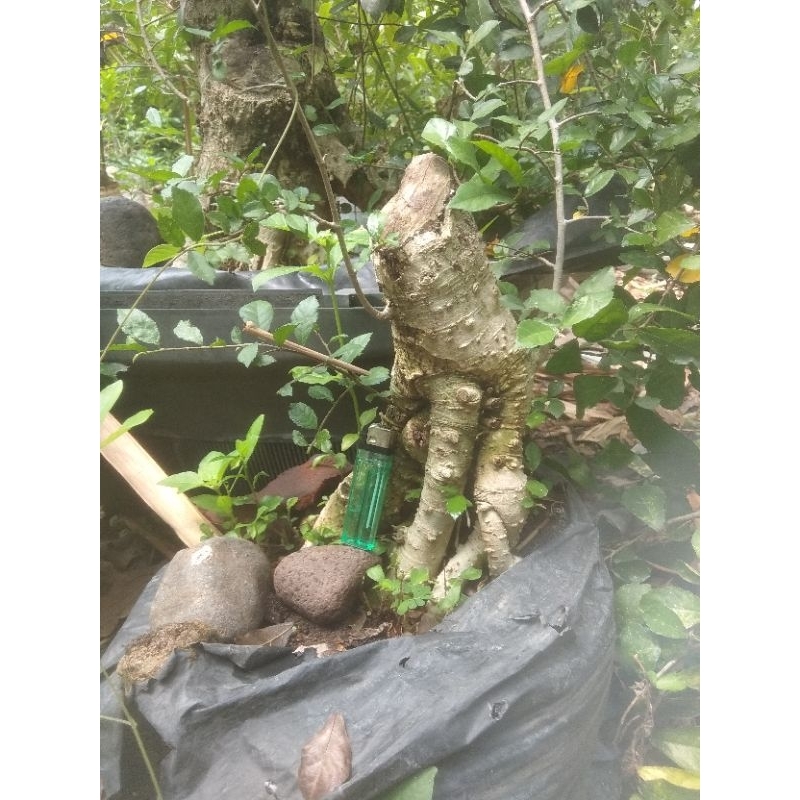 serut tanam terbalik