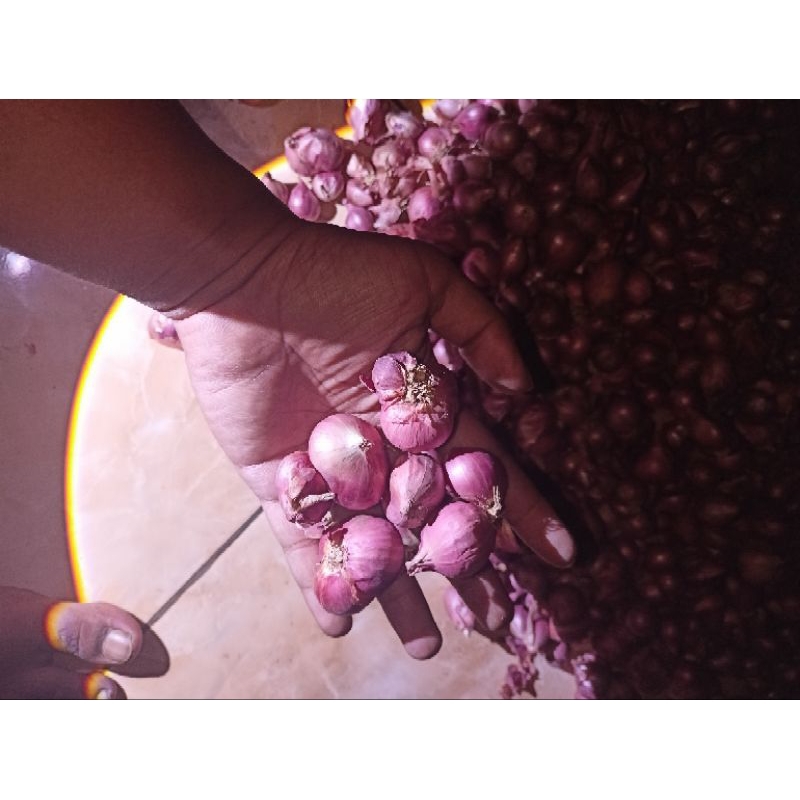 

bawang merah