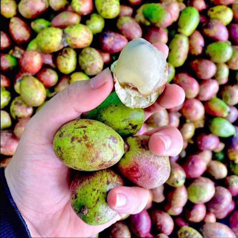 

Buah Matoa Langka | Buah Khas Papua 2 Kilogram | Fresh Besar Tebal Manis