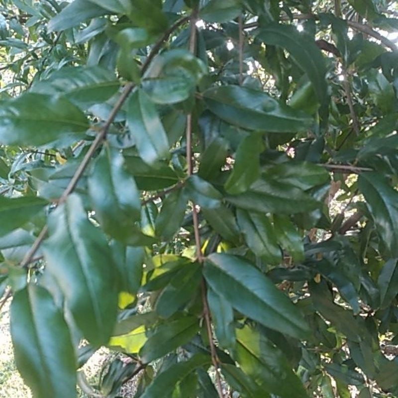 

Daun Delima Putih |organik| non pestisida|kebun sendiri