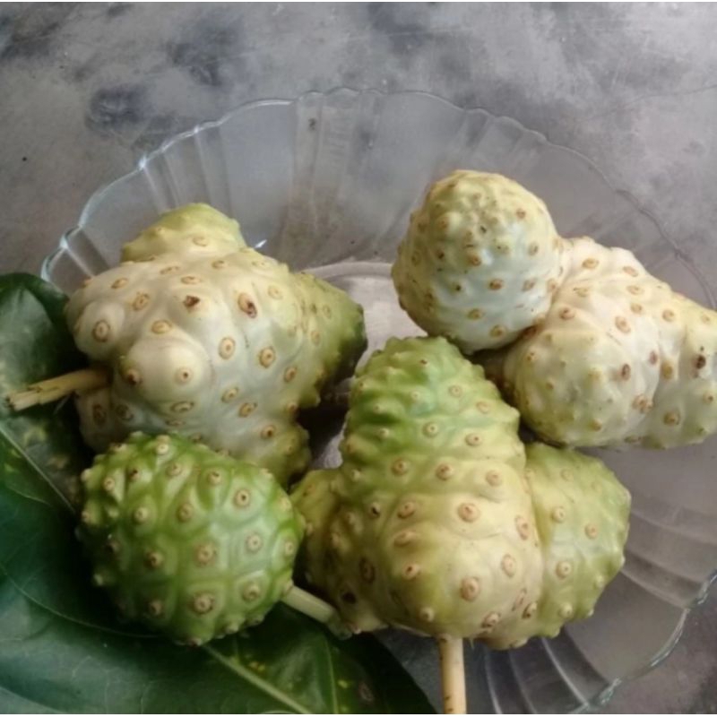 

Buah mengkudu matang 500 Gram