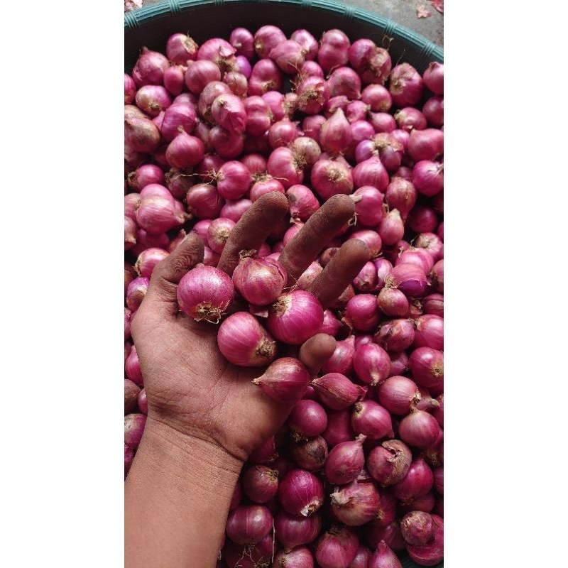 

bawang merah grade B 500 gr