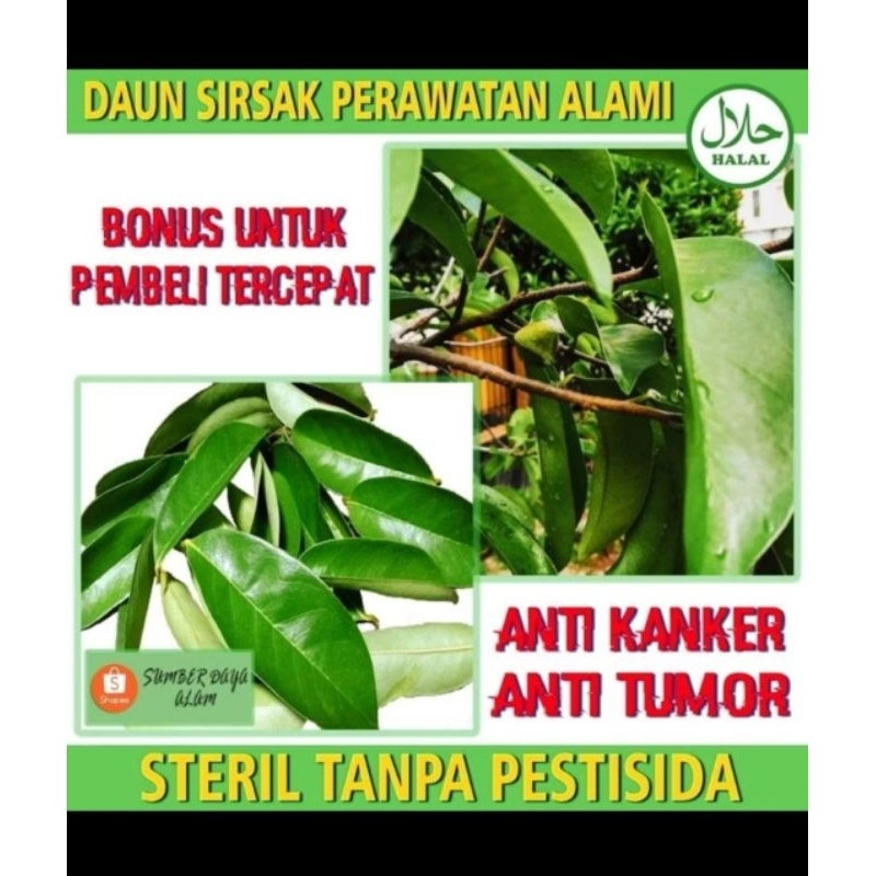 

100 Lembar Daun Sirsak Herbal Baru Petik Fresh