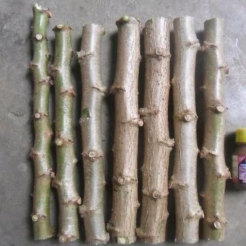 

Bibit benih singkong empuk per ikat