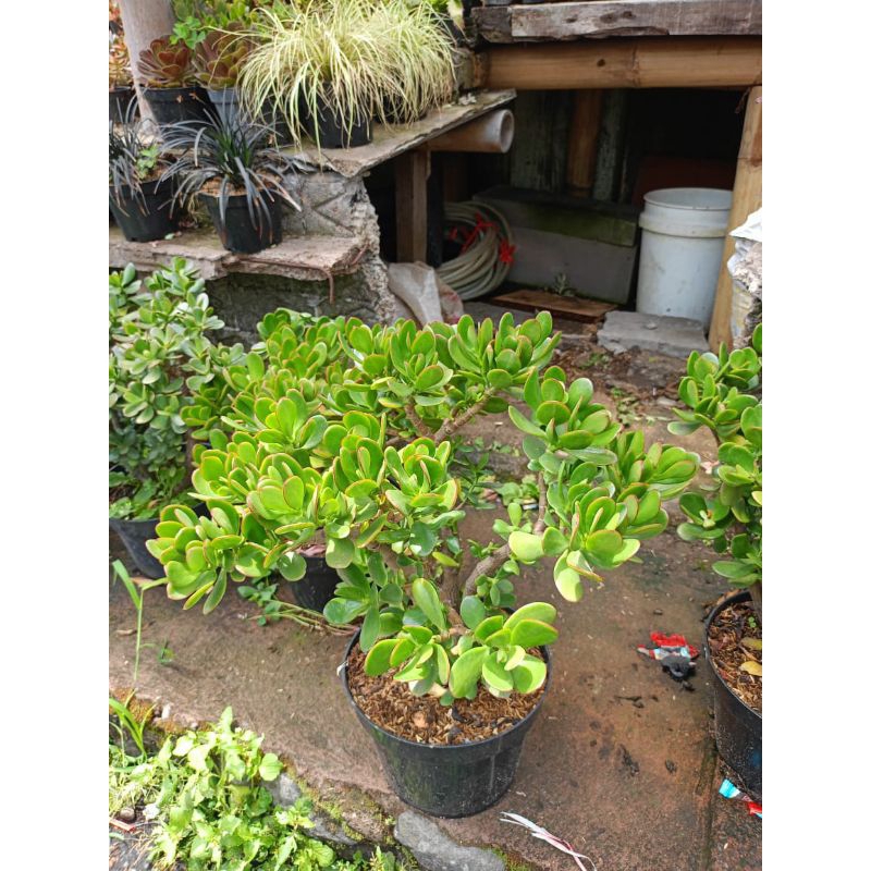 jade plant super jumbo