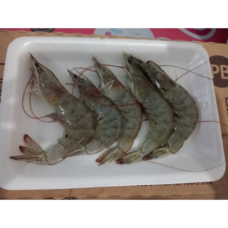 

Udang Jumbo