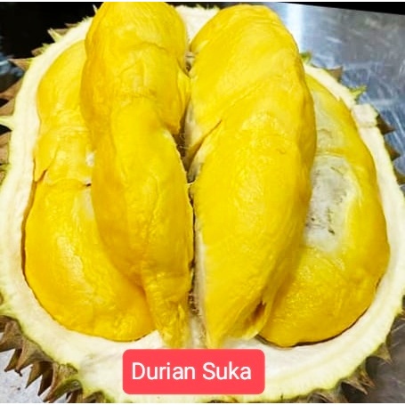 

Durian Bawor Utuh Matang Fresh Premium