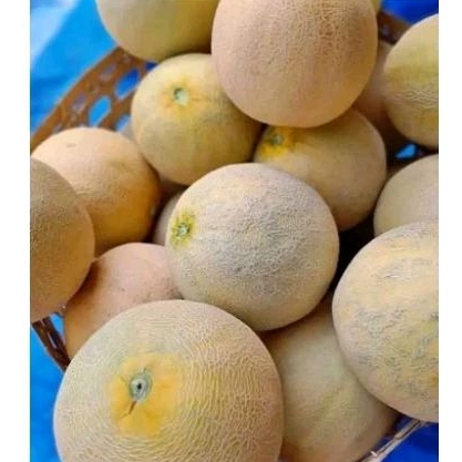 

buah melon 2 kg