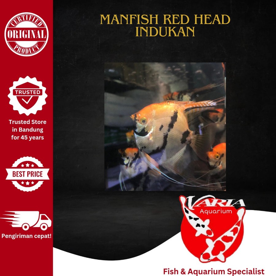 Ikan Manfish Red Head Indukan Ikan Hias Aquarium Manfish Red Head Ikan Indukan Manfish RedHead