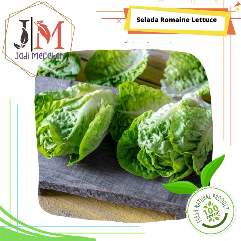 

[JM SoFresh] Selada Romaine / Romaine Lettuce