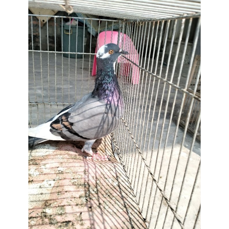 burung dara betina dewasa