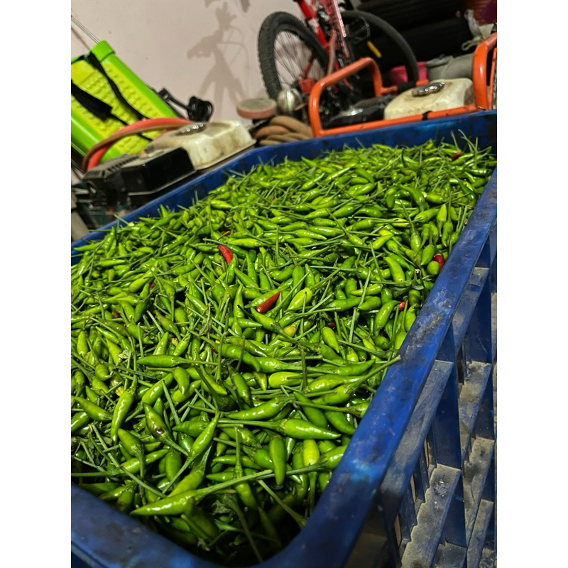 

Cabe caplak 1kg