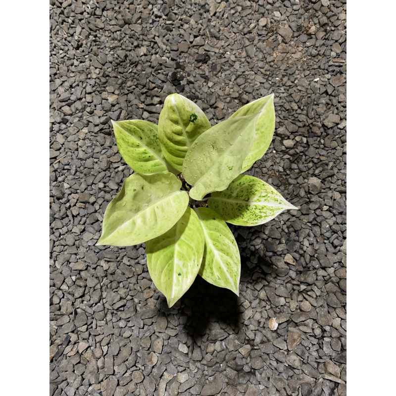 aglonema sunlight/ aglonema claudia mutasi