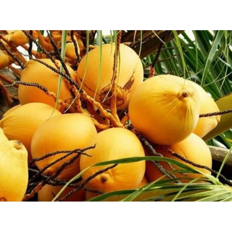 

PROMO!! BUAH KELAPA MUDA KUNING SEGAR FRES(UNTUK OBAT HERBAL ALAMI)