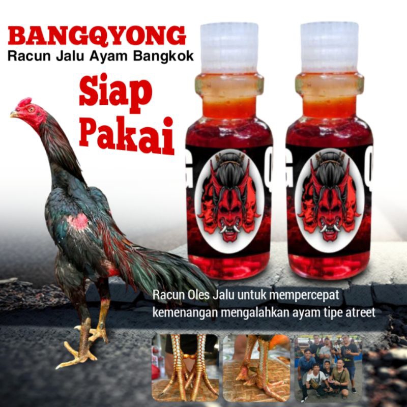 obat ayam bangkok ngorok