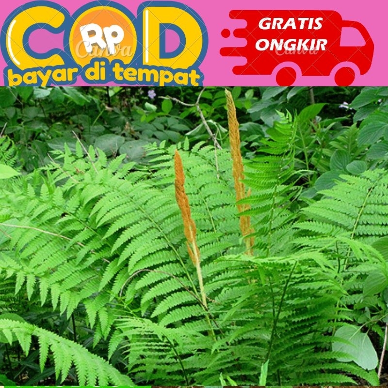 

daun pakis hutan untuk Ecoprint 20 tangkai