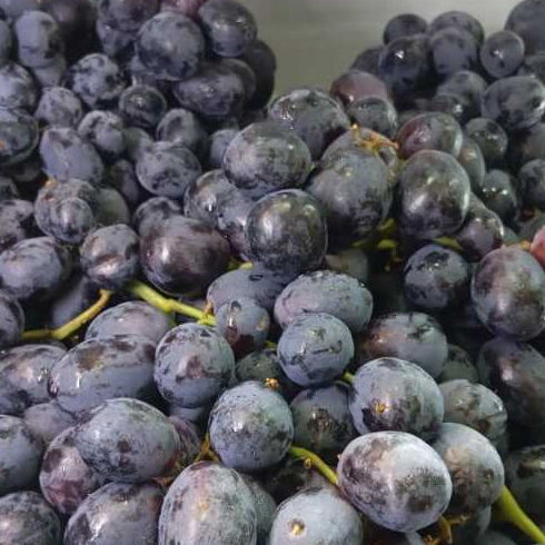 

Anggur autumn rrc curah 1kg