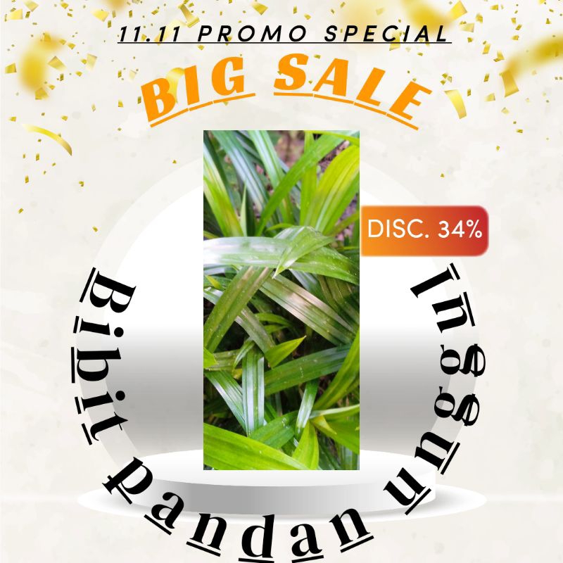 

Bibit daun pandan (Super Wangi)