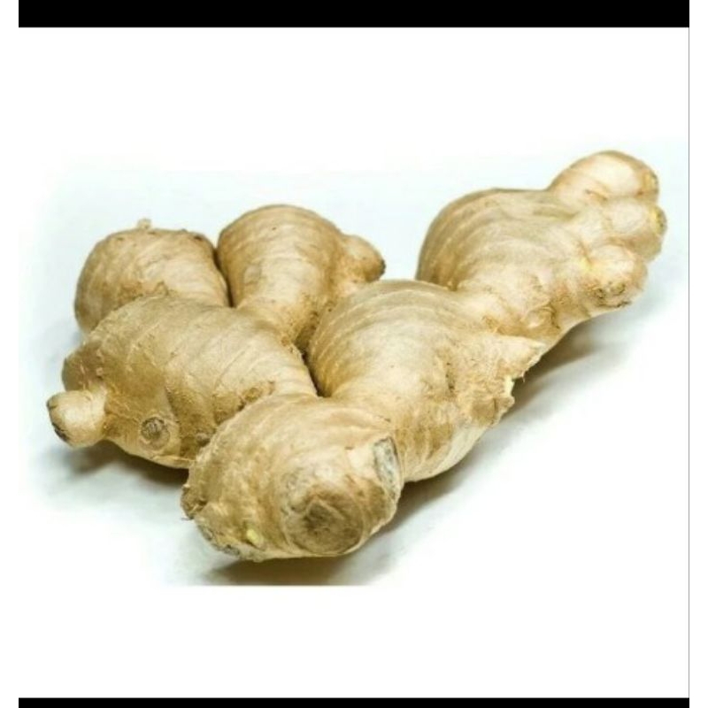 

1kg Biji Benih Jahe Gajah Super Segarrr