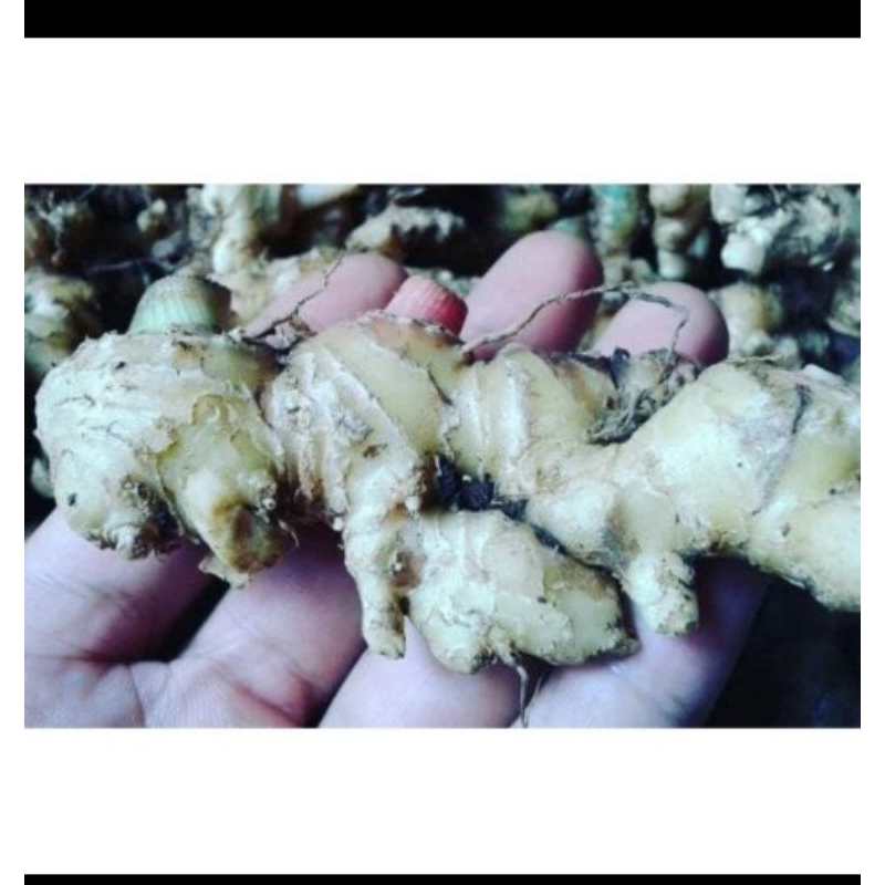 

Ready Stok Jahe Emprit Segarr Freshh