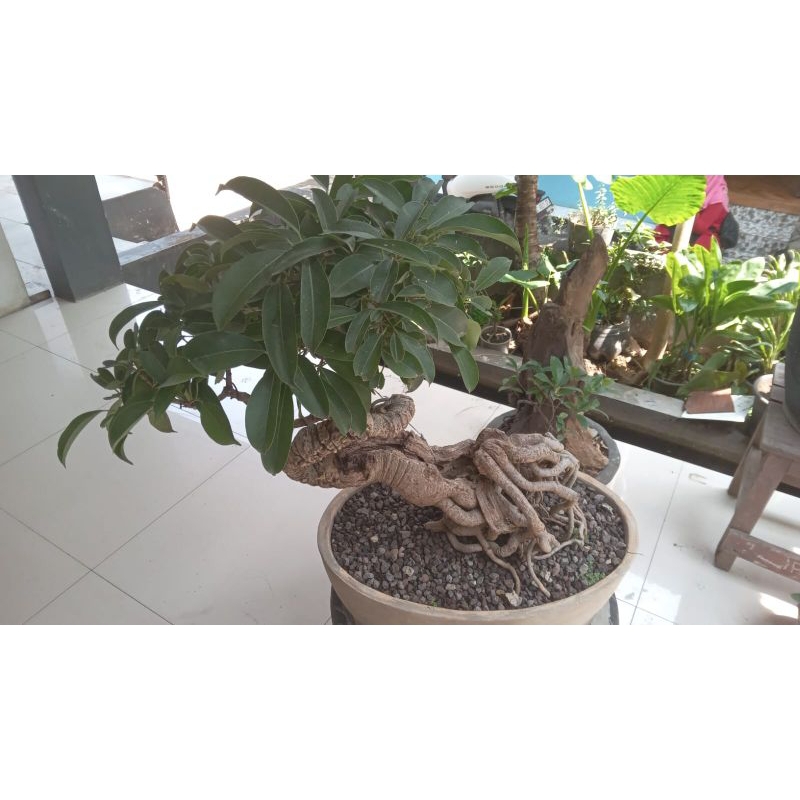 bonsai bunut