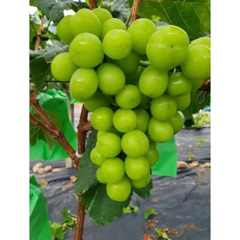 tanaman bibit anggur -bibit anggur impor-bibitanggur hijau-tanaman bibit anggur