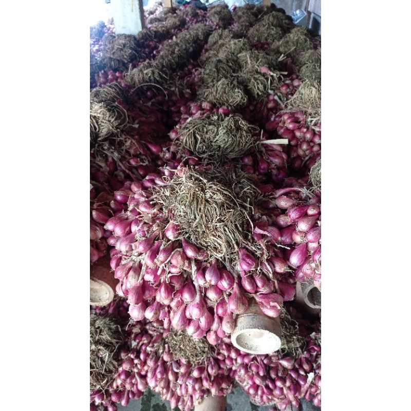 

bawang merah kering