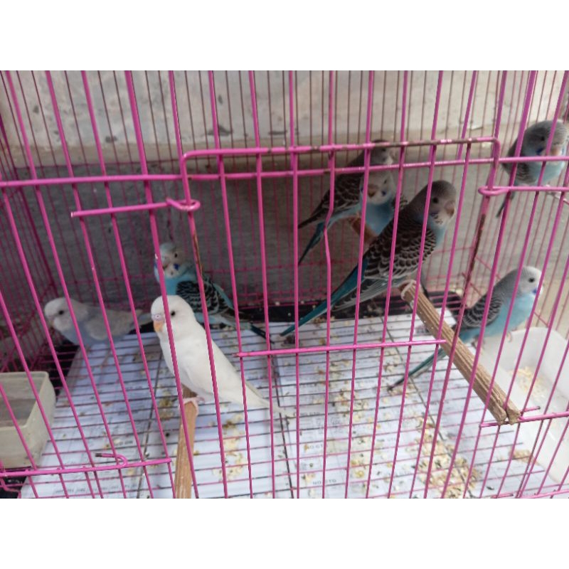 burung parkit siapan / indukan sepasang