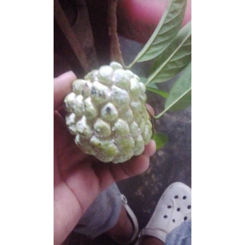 

BUAH SRIKAYA FRESH satuan