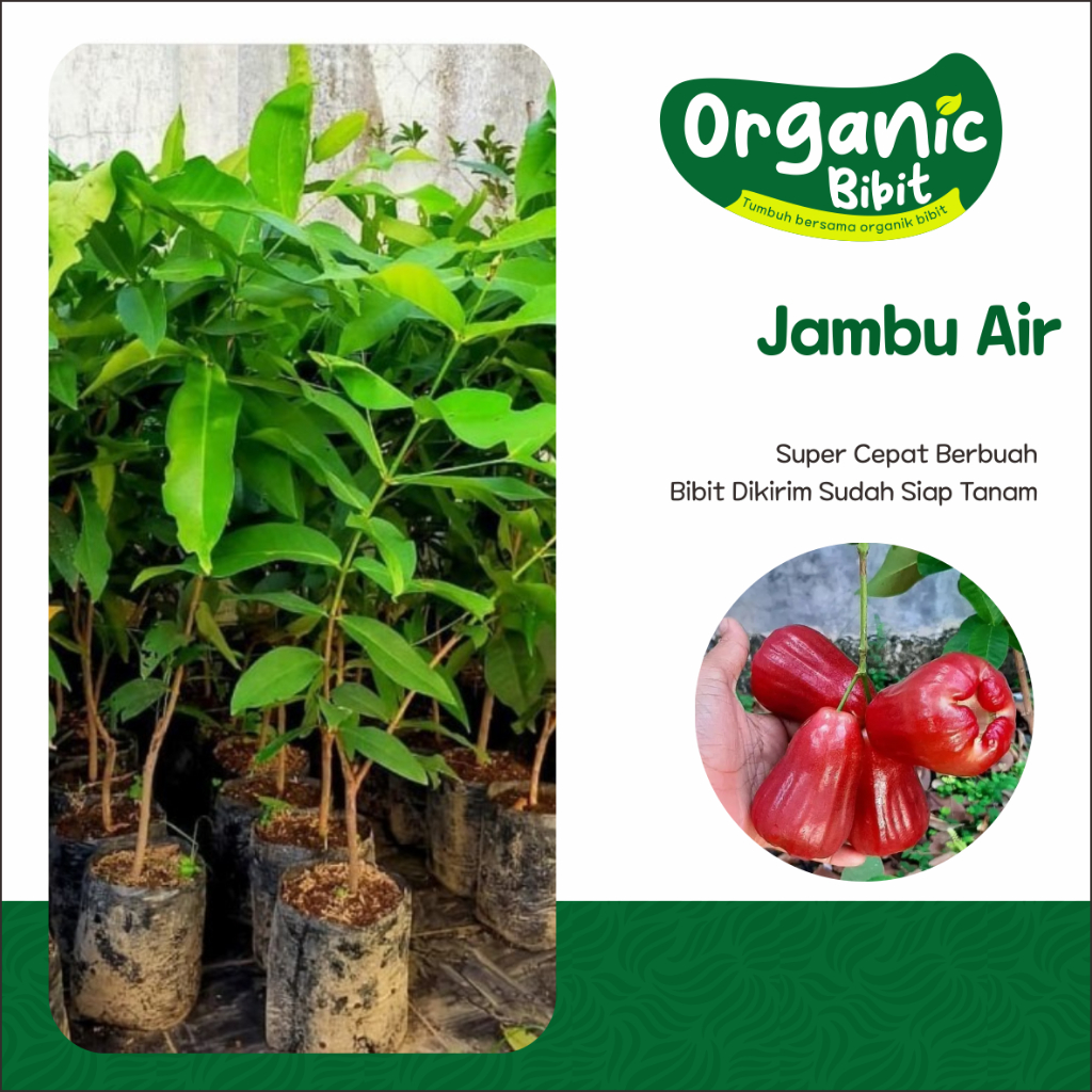 Bibit jambu air citra super manis