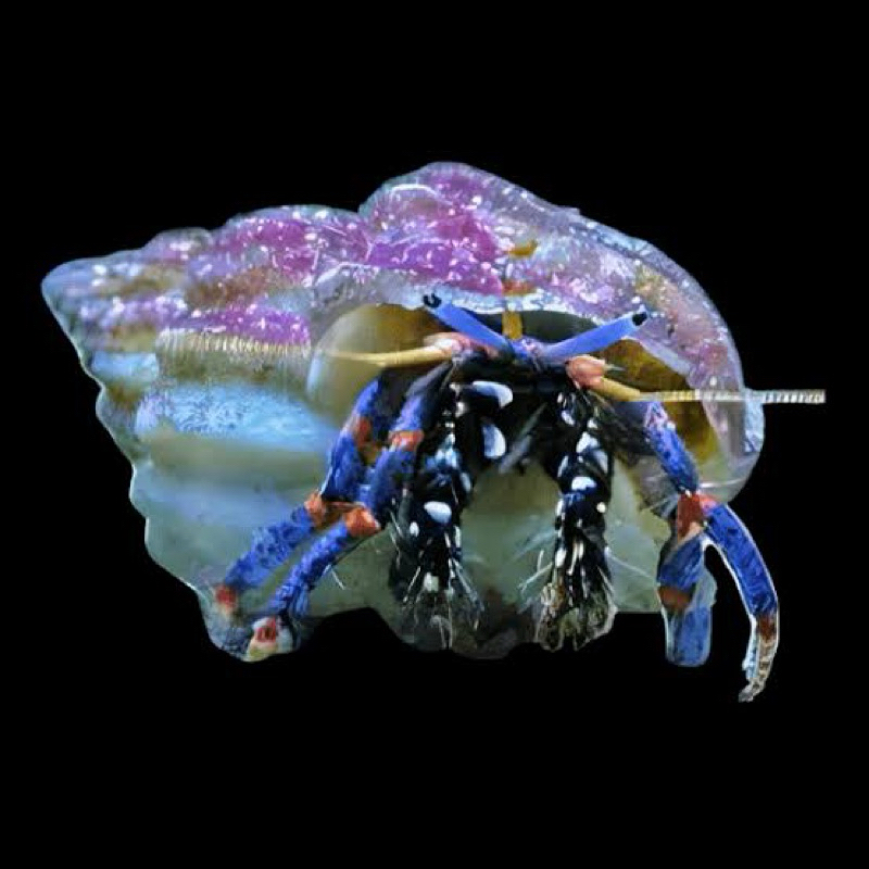 ikan hias air laut kelomang kaki biru / blue leg hermit crab (pembasmi lumut)