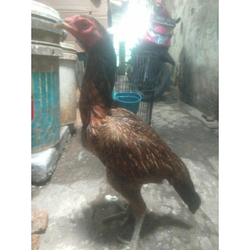 ayam Bangkok betina pama IQ jakarta