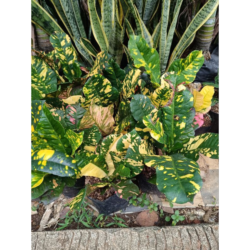 Tanaman hias puring oscar / Pohon puring oscar