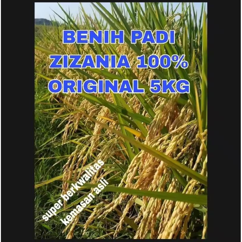 Benih padi ZIZANIA 100% ORIGINAL 5KG