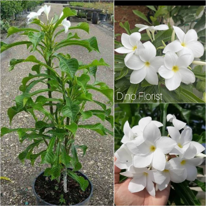 Tanaman Hias Bunga Kamboja Pagoda Putih - Plumeria Pudica - JOMBO