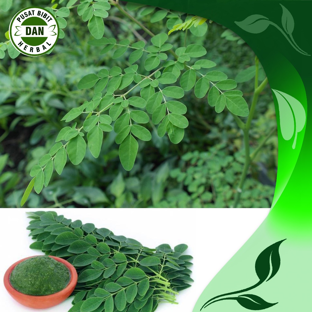 

Daun Kelor Segar Fresh 1 kg langsung petik - pusat bibit dan herbal