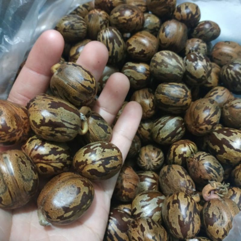 

biji karet 500g