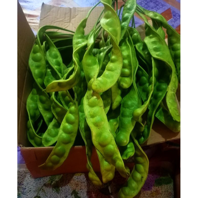 

petai fress dari pohon