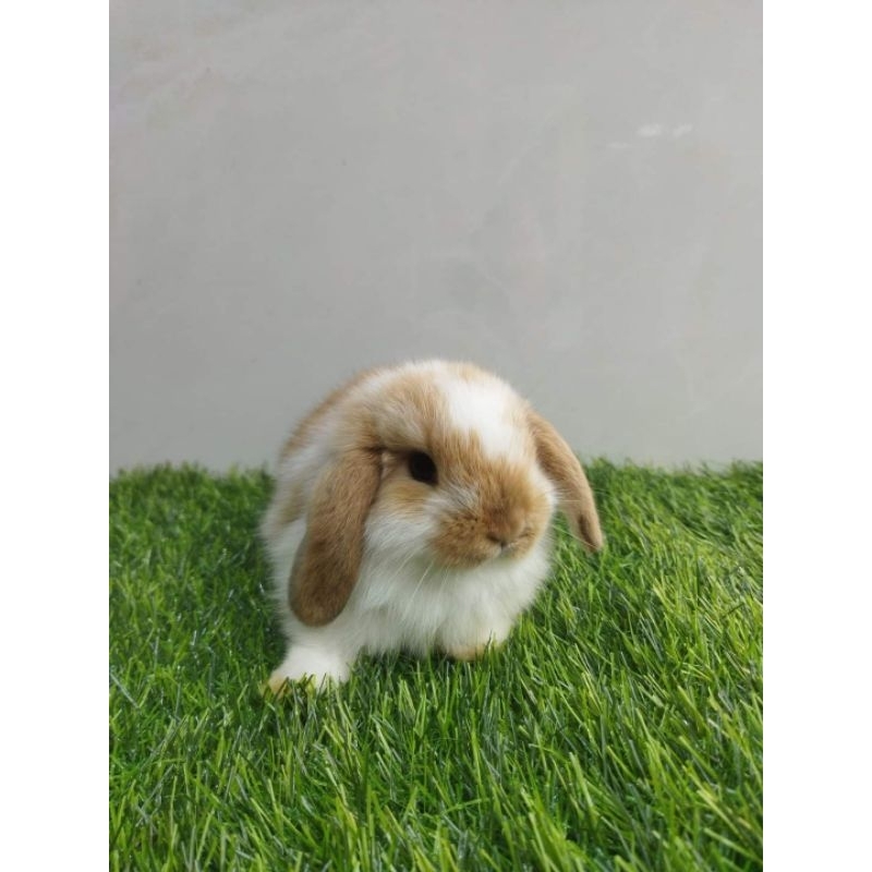 kelinci hias jenis holland lop (kelinci mini)