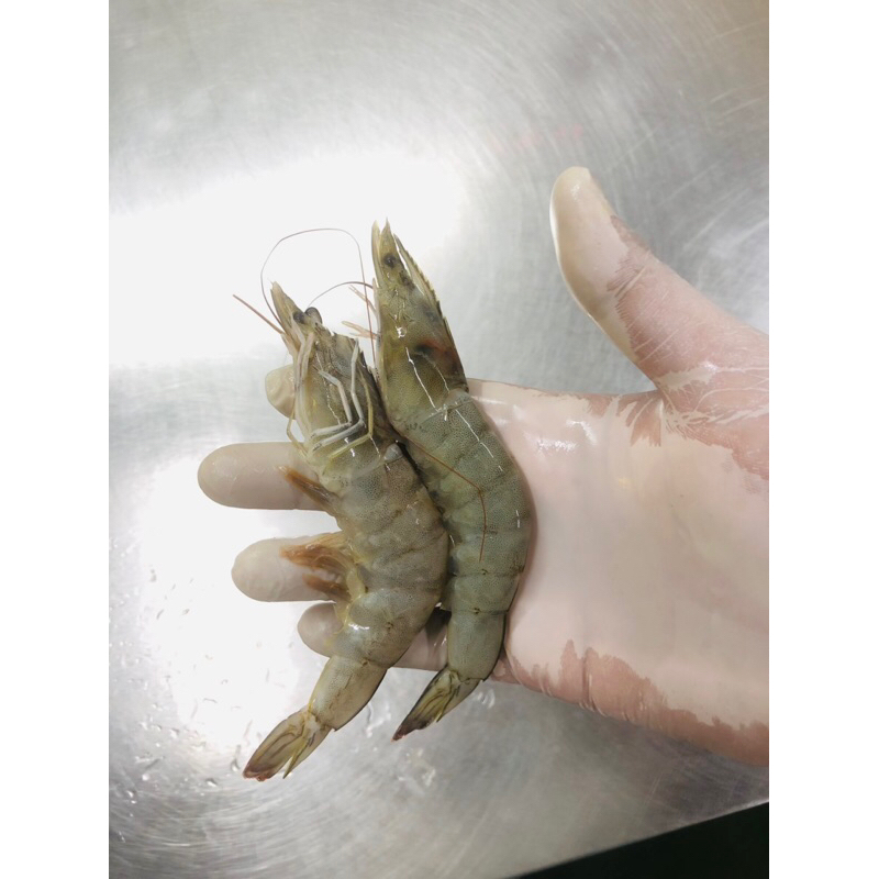 

Udang Size Besar
