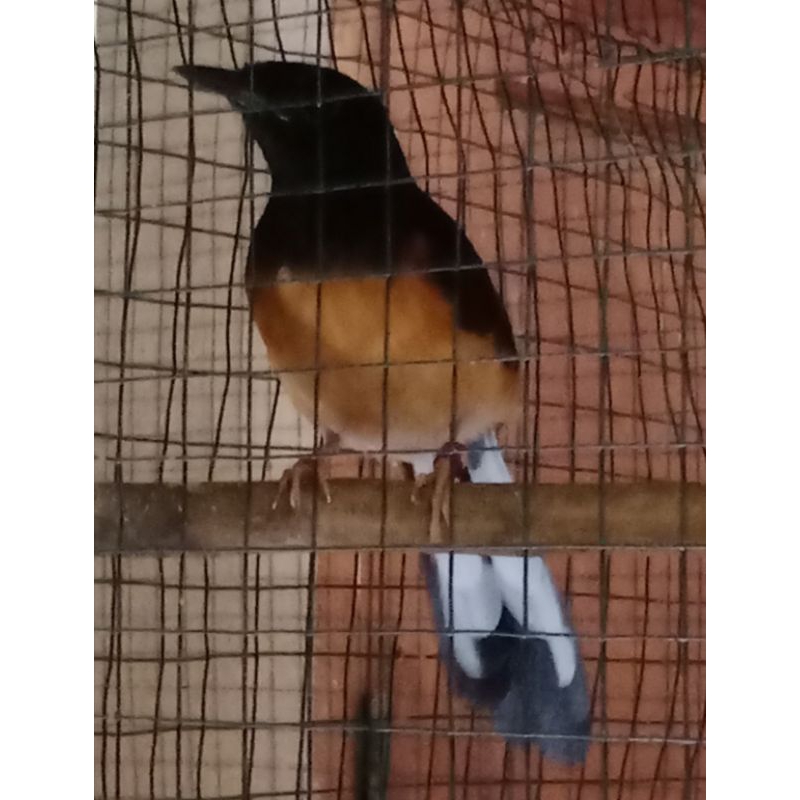 murai batu betina siap ternak