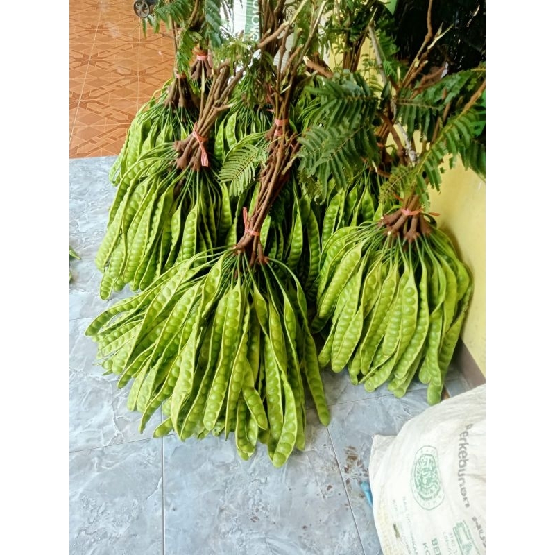 

PETE SEDANG 15 PAPAN - Raja Pete