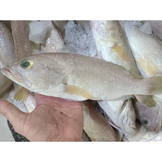 

Ikan Kerapu Segar Ikan Kerapu Susu 1Kg