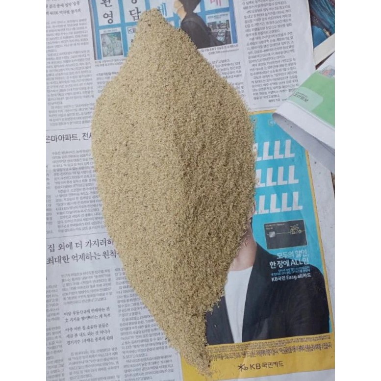 Telur Jangkrik alam madu Jual telur Jangkrik 100 gram Murah