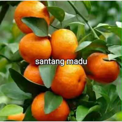 Bibit Jeruk Santang Madu ASLI Hasil Okulasi / Cangkok Cepat Berbuah