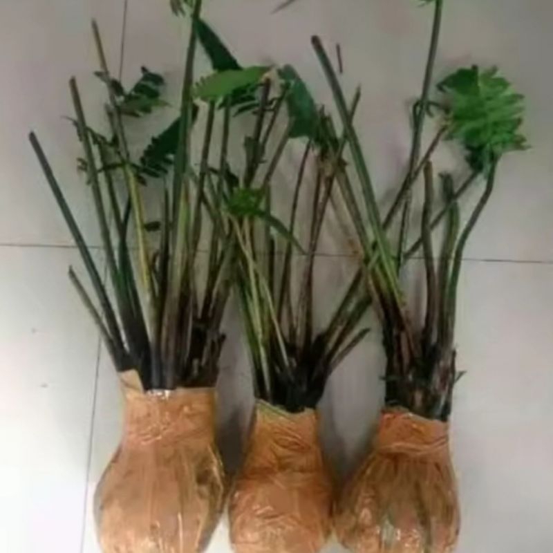 

Bibit Benih Pakis Sayur Organik Siap Tanam